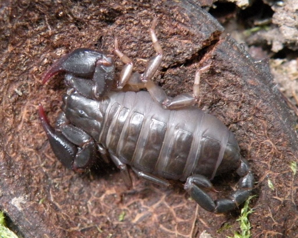 Euscorpius sp non collaborante